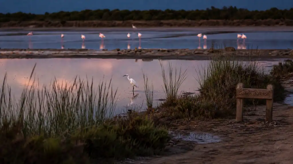 Réserve ornithologique des salins du lion : flamants roses et aigrette dans les sansouires