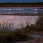 Réserve ornithologique des salins du lion : flamants roses et aigrette dans les sansouires