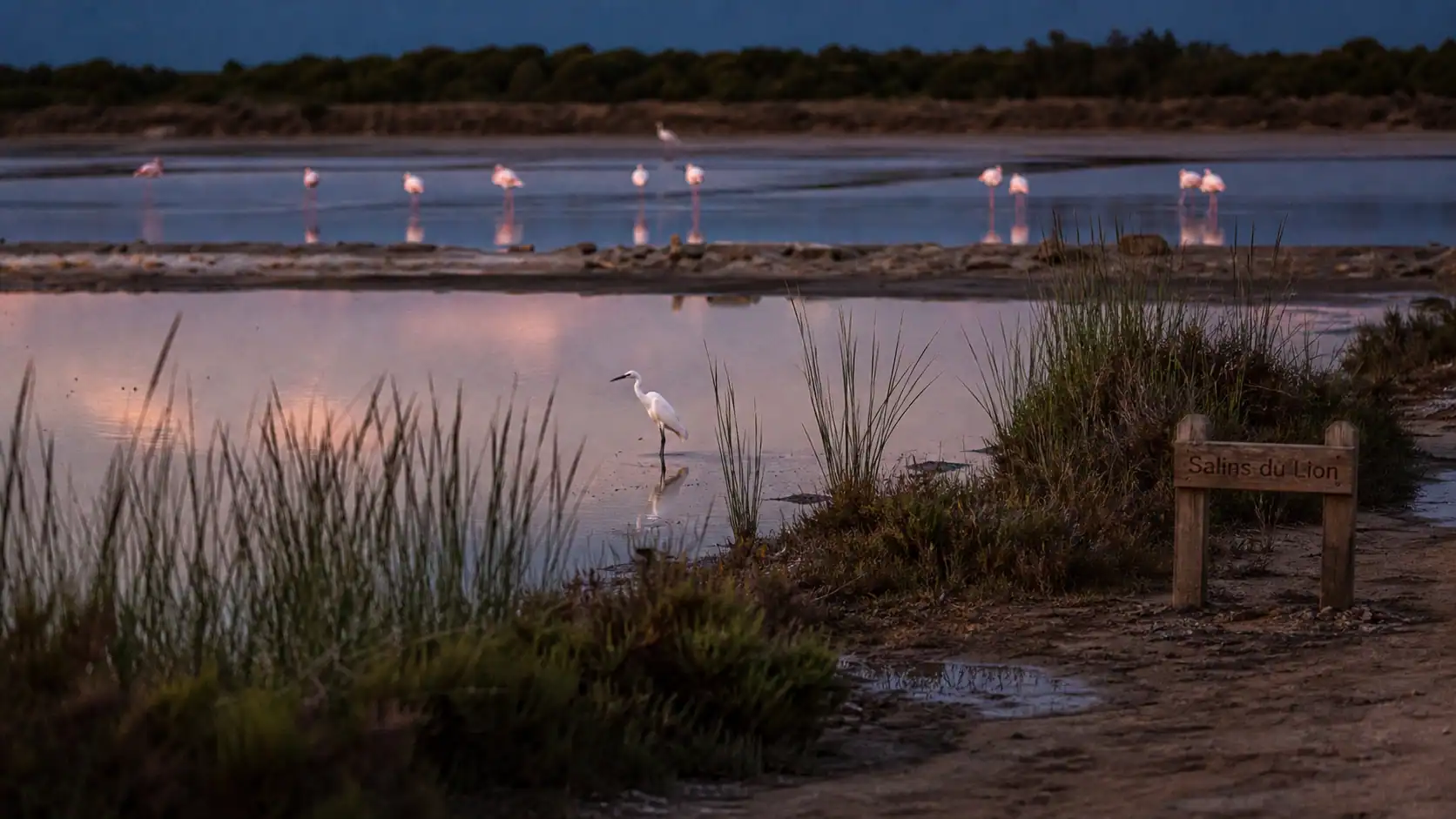 Réserve ornithologique des salins du lion : flamants roses et aigrette dans les sansouires